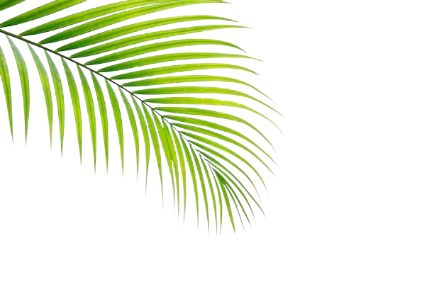 Tropical Palmier 